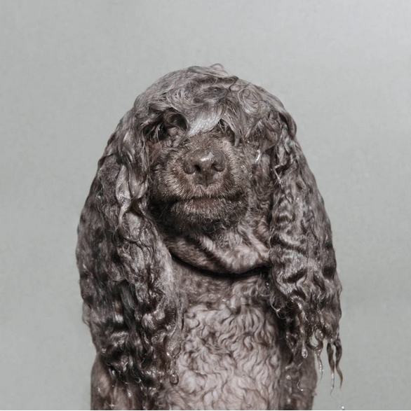 Perros mojados fotografia de sophie gamand