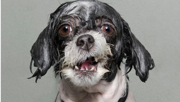Perros mojados fotografia de sophie gamand