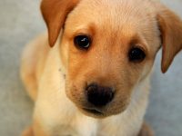 ansiedad por separación perros