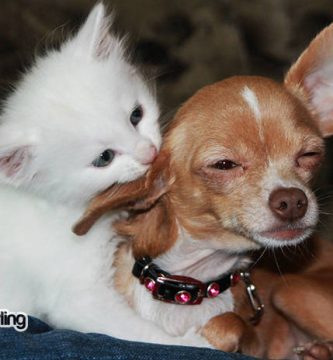 cerebro gatos perros