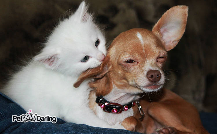 cerebro gatos perros