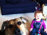 Video bebes se mueren de risa con perros