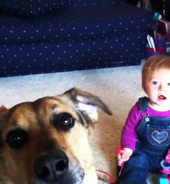 Video bebes se mueren de risa con perros