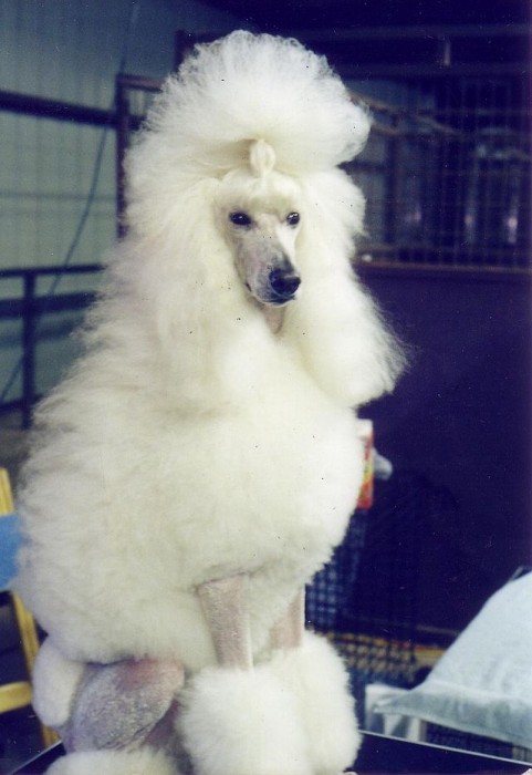perro-caniche