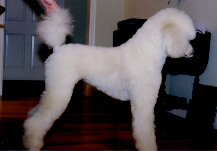 perro-caniche-corte-de-pelo-moderno