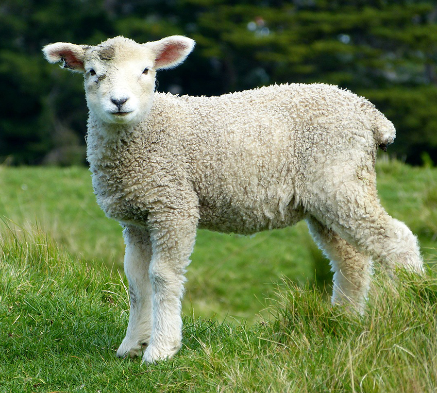 la-carne-de-perro-se-come