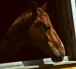 cerebro-gato-perro-b