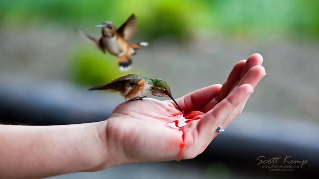 Video alimentando colibris en la mano Alaska