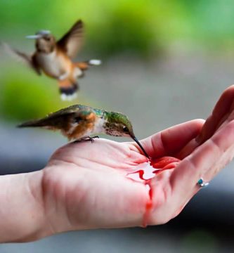 Video alimentando colibris en la mano Alaska