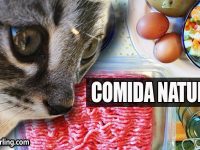 comida casera para gatos
