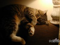 hacer adelgazar gato gordo
