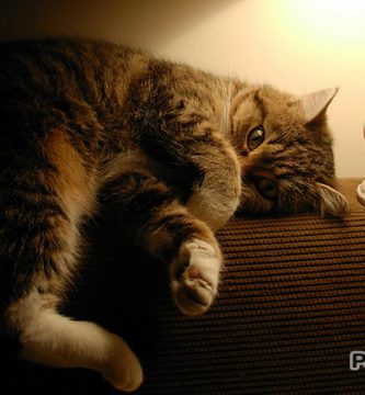 hacer adelgazar gato gordo