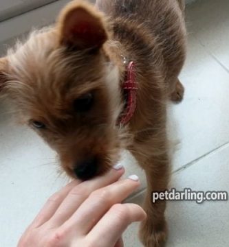 como enseñar a un cachorro a no morder