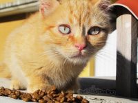cuantas veces come un gato