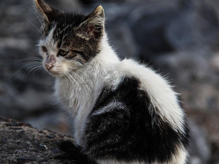 cuantos años vive gato callejero