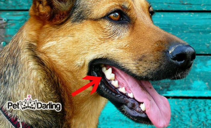 dientes carnisales perros muelas carniceras