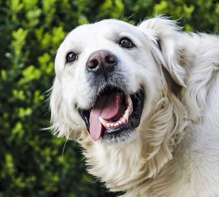 dientes de perros