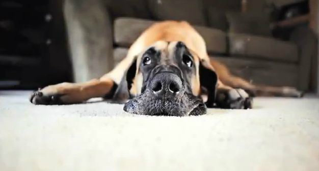 Video dios creo al pero god made a dog