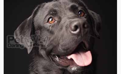 Frases celebres sobre perros