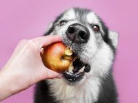 que frutas pueden comer los perros