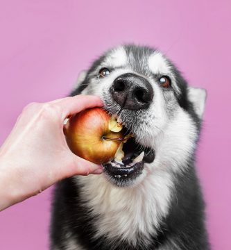 que frutas pueden comer los perros