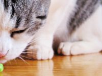 Gatos vegetarianos, ¿un gato puede ser vegetariano?