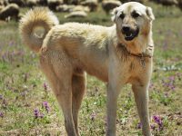 kangal perro