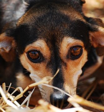 sintomas de la leishmania en perros