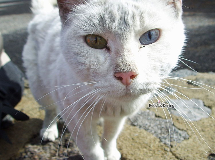 contagio leucemia gatos