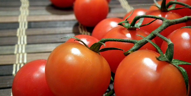 los perros pueden comer tomate ?