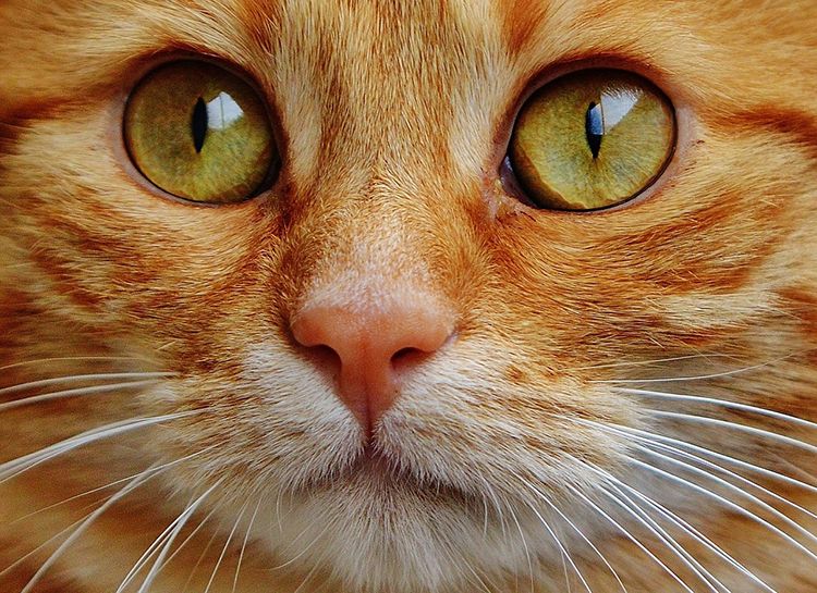 ojos gato brillan