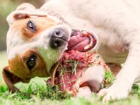 huesos para perros