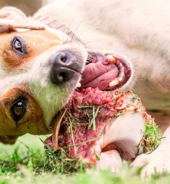 huesos para perros