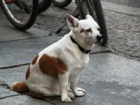 perro perdido que hacer