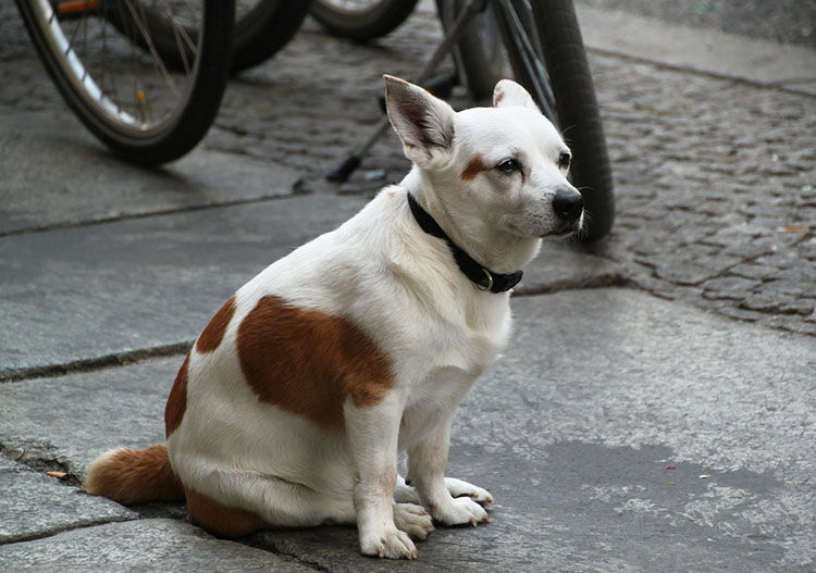 perro perdido que hacer