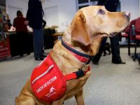 entrenamiento perro detecta cancer