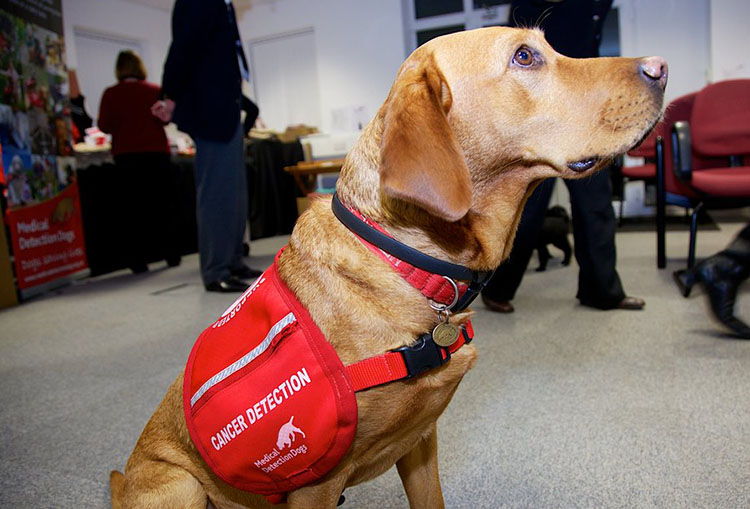 entrenamiento perro detecta cancer