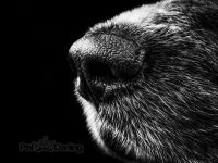 los perros huelen el miedo