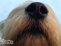 perros que detectan cancer estudios