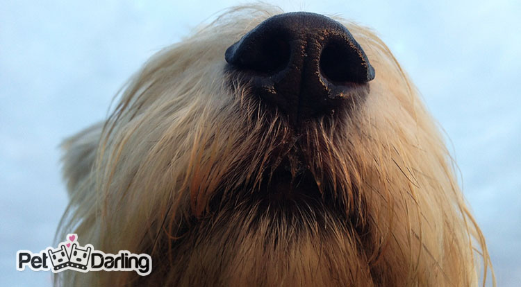 perros que detectan cancer estudios