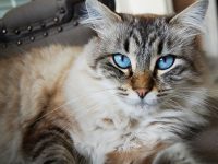 porque los gatos mueven la cola