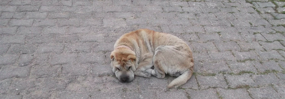Que hacer si tu perro se ha perdido