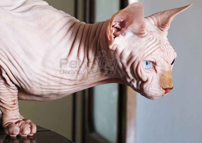 gato sin pelo sphynx