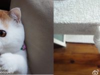 gato-snoopy