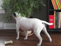 perro bullterrier vueltas planta arbol