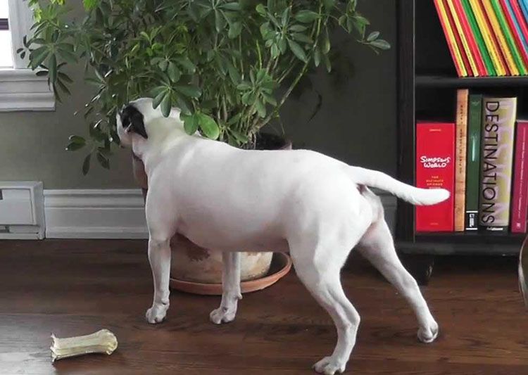 perro bullterrier vueltas planta arbol