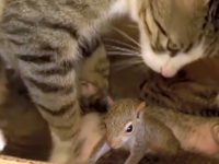 video ardilla ronronea adoptada por una gata