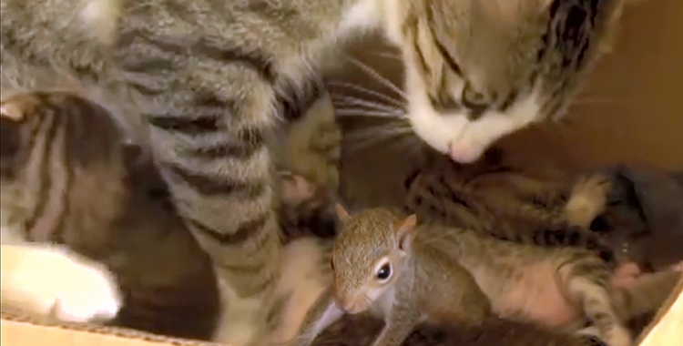 video ardilla ronronea adoptada por una gata