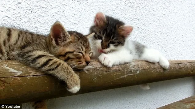 Video gatito despierta a su hermano