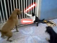 videos-de-risa-de-gatos